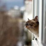 Синоптики обіцяють аномально теплий січень