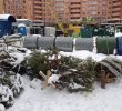 Новорічні ялинки викидають в лісопарковій зоні поблизу смітників (+фото)