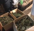 Затриманий наркоаграрій виростив вдома марихуани на 2 мільйони (+ фото, відео)