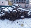 Незаконна вирубка 206 дерев завдала збитків на 600 тисяч грн – прокуратура оголосила лісорубам підозру