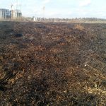 Знову горить заплава Ірпінь-річки (+ фото)