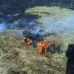 Знову горить заплава Ірпінь-річки (+ фото)