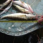 7 кілометрів браконьєрських сіток, 212 кілограмів риби та 6 човнів вилучено рибоохоронцями (+ фото)