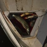 7 кілометрів браконьєрських сіток, 212 кілограмів риби та 6 човнів вилучено рибоохоронцями (+ фото)