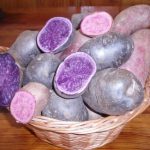 Виведені нові сорти картоплі зі смаком горіха корисні для гіпертоніків