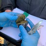 400 грамів марихуани, метадон та амфетамін –  добовий «урожай» поліції в Приірпінні