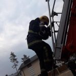 Рятувальники зняли кота, який дві доби просидів на високому дереві (фото)