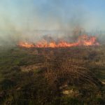 Біля Ірпеня знову пожежа в заплаві (+ фото)