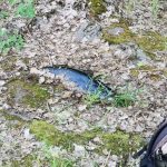 Радіаційна рибалка: кияни ловили рибу в найбруднішій частині водойми Прип’яті