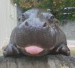 У Вишгороді розмитнили бегемота для приватного зоопарку (відео)