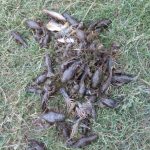 За допомогою дрона виявили браконьєрів, які наловили риби і раків на 14 тисяч грн (+ фото)