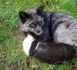 Серед Києва знайшли домашню чорнобуру лисицю, тепер шукають її господаря (відео)
