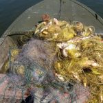 У період з 1 по 30 червня 2019 року рибоохоронними патрульними Київщини було здійснено 11 рейдів на водоймах та ринках області. В результаті проведених заходів спільно з правоохоронними органами та громадськими інспекторами рибоохорони було виявлено 218 порушень природоохоронного законодавства. З них 44 правопорушення є грубими за ч. 4 ст. 85 КУпАП. Також складено 115 протоколів за ч. 3 ст. 85 КУпАП (порушення правил рибальства), дев’ять - за ч. 1 ст. 88-1 КУпАП (порушення порядку придбання, збуту та розповсюдження об’єктів тваринного світу), по чотири - за ст. 85-1 КУпАП (виготовлення, збут, зберігання чи реклама заборонених знарядь лову) та ст. 188-5 КУпАП (невиконання законних розпоряджень чи приписів), а також за ч. 5 ст. 85 КУпАП (порушення правил здійснення інших видів спеціального використання об’єктів тваринного світу) та ст. 90 КУпАП (вилов червонокнижної риби). Крім цього, оформлено 40 актів виявлення безгосподарського майна, згідно яких вилучено 104 од. знарядь лову. «Протягом даного періоду на порушників накладено штрафів у розмірі 50 813 грн. Сума завданих збитків склала 75 070 грн. В ході проведених заходів інспектори вилучили 315 кг водних біоресурсів. З них 98 кг – на водоймах, 162 кг – за незаконне придбання чи збут та ще 55 кг - за актами безхазяйного майна. А також конфіскували 56 од. заборонених знарядь лову», - повідомив начальник Київського рибоохоронного патруля Володимир Мухін.