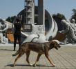 Волонтери розповіли, як допомагають тваринам у зоні відчуження ЧАЕС (+ фото)