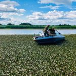 Проблему заростання водяним горіхом Київського водосховища досліджували з квадрокоптерів (фото)