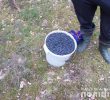 У чорнобильській зоні відчуження затримано чотирьох казахів та місцевих збирачів радіаційної чорниці (+ фото)