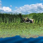 Проблему заростання водяним горіхом Київського водосховища досліджували з квадрокоптерів (фото)