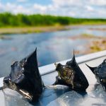 Проблему заростання водяним горіхом Київського водосховища досліджували з квадрокоптерів (фото)