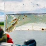 Проблему заростання водяним горіхом Київського водосховища досліджували з квадрокоптерів (фото)