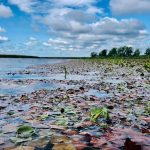Проблему заростання водяним горіхом Київського водосховища досліджували з квадрокоптерів (фото)