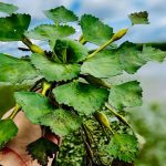 Проблему заростання водяним горіхом Київського водосховища досліджували з квадрокоптерів (фото)