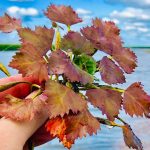 Проблему заростання водяним горіхом Київського водосховища досліджували з квадрокоптерів (фото)