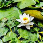 Проблему заростання водяним горіхом Київського водосховища досліджували з квадрокоптерів (фото)