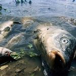 Сморід і мертві тушки розкидані берегом: в озері на Святошино масовий мор риби і раків