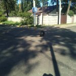 Шина в каналізаційному люку – ноу-хау на ірпінських вулицях (+ фото)