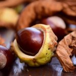 2 гривні за кіло – приймають каштани від населення