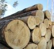 Електронний облік деревини покликаний викорінити контрабанду лісу