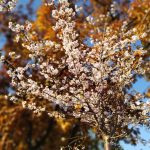Весна прийшла теплої осені: у Києві зацвіли сакури (+ фото)