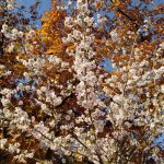 Весна прийшла теплої осені: у Києві зацвіли сакури (+ фото)