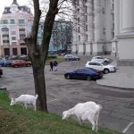 Перед Міністерством закордонних справ України випасають кіз (фото)