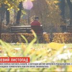 Дерева переплутали пори року: у листопаді зацвіли сакури та рододендрони (відео)