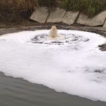 Фекальний «гейзер» з Білгородки наповнює Ірпінь-річку, яка впадає в Дніпро, що тече в Чорне море (+ фото)