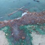 Озеро під Києвом набуло неприроднього кольору: підозра на забруднення отрутохімікатами