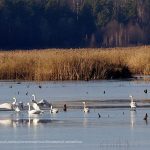 Чорнобильський заповідник активно обживають лебеді, лосі і коні Пржевальського (фото)