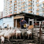 Зоопарк під балконом: посеред Києва живуть кури, кролі, кози і свині (+ фото)