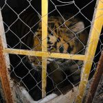 Кримінальне провадження за жорстоке поводження людей відносно… тигрів (+ фото)