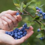 На Київщині створено перший органічний розсадник лохини BigBlue