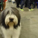 У Києві пройшла виставка собак: 5 тисяч учасників, понад 220 порід із 17 країн (+ фото)