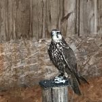 Елвіс і Пандора – прикордонники дали імена врятованим соколам