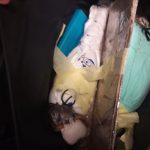 Жива контрабанда: двох соколів, ціною $10000 кожен, намагалися пронести в сумці через митницю (+ фото)