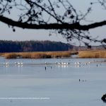 Чорнобильський заповідник активно обживають лебеді, лосі і коні Пржевальського (фото)