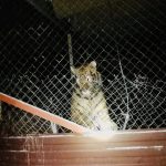 Кримінальне провадження за жорстоке поводження людей відносно… тигрів (+ фото)