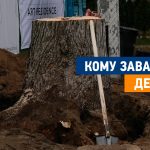 На головній вулиці без дозволу спиляли живе вікове дерево (відео)