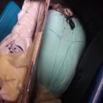 Жива контрабанда: двох соколів, ціною $10000 кожен, намагалися пронести в сумці через митницю (+ фото)