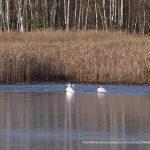 Чорнобильський заповідник активно обживають лебеді, лосі і коні Пржевальського (фото)