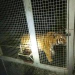 Кримінальне провадження за жорстоке поводження людей відносно… тигрів (+ фото)